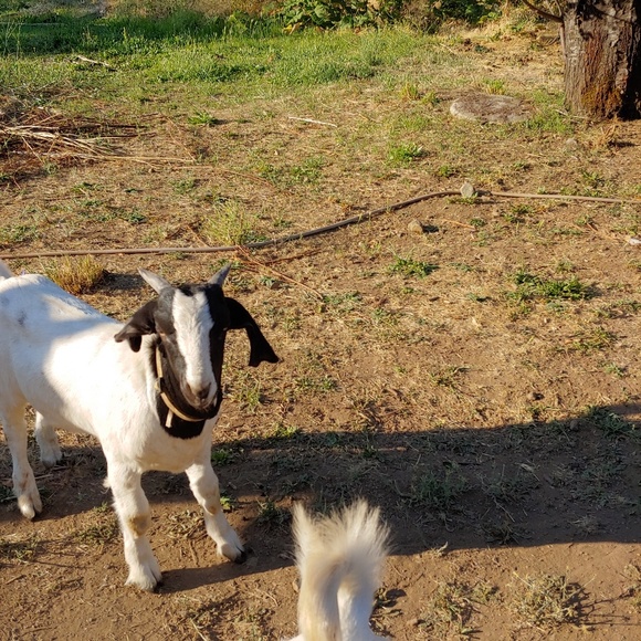 Meet your Posher, Susanna - Picture 3 of 7